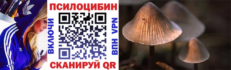 Купить  Строитель  Псилоцибиновые грибы Psilocybe 